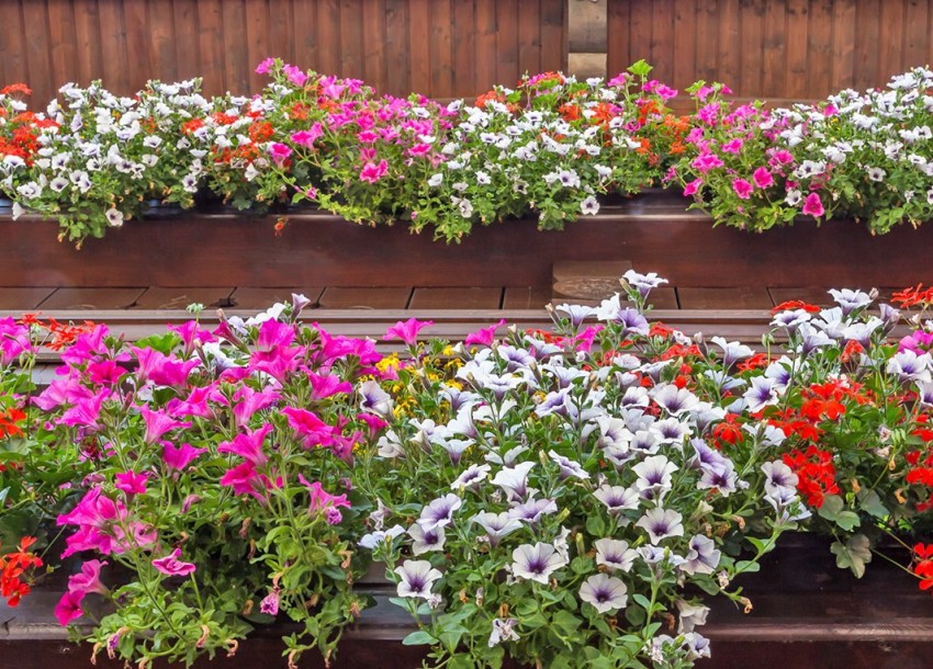 Blumenschmuck am Balkon