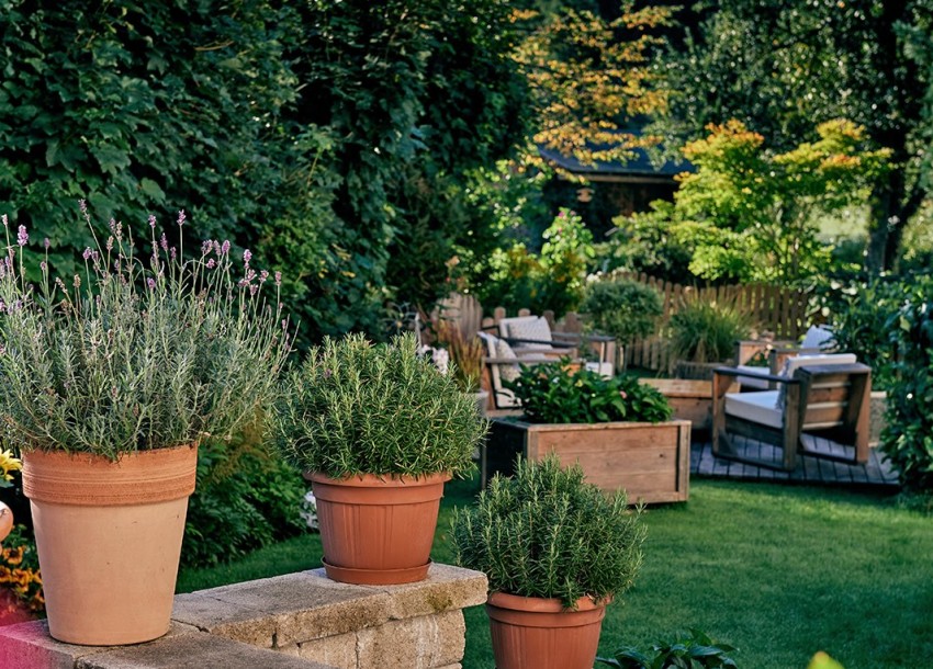 Frische Kräuter im Garten